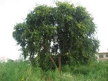 Tree image
